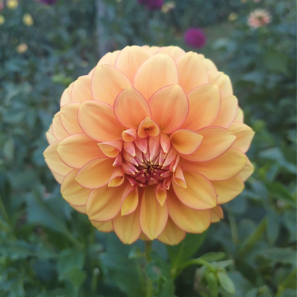 Dahlia- Dixie (Tuber)
